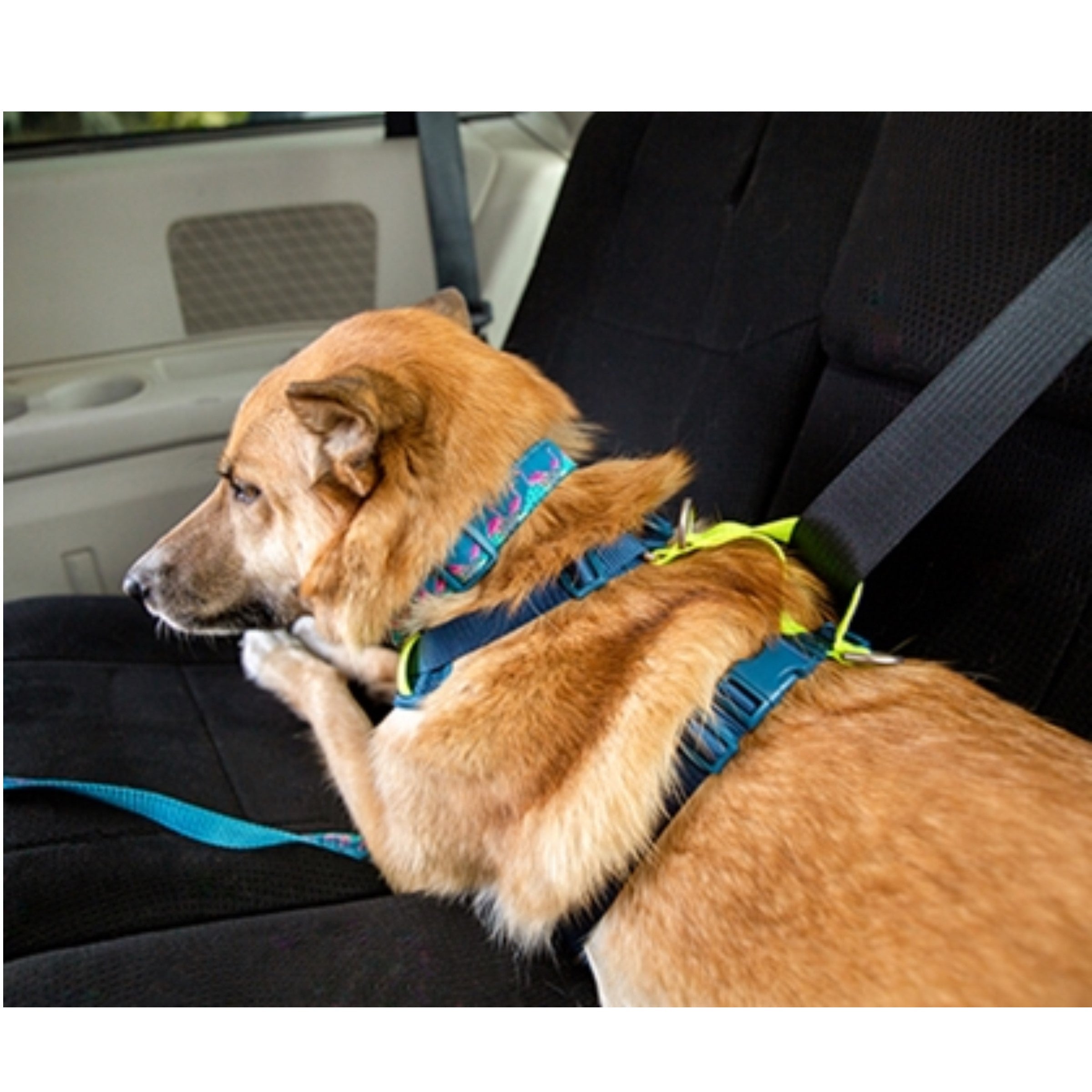 Dangerous dog harness hot sale